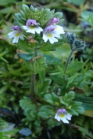 Euphrasia minima \ Zwerg-Augentrost / Dwarf Eyebright, A Großglockner 11.8.2025