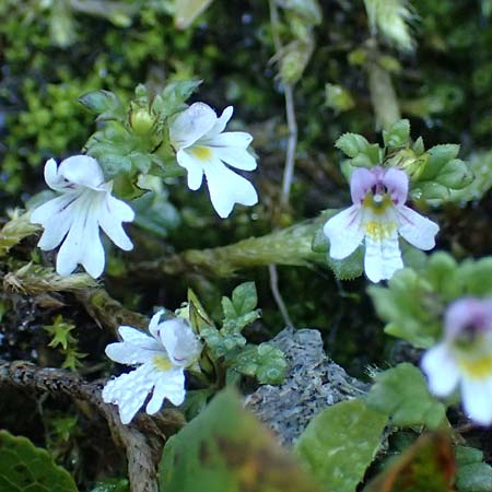 Euphrasia minima \ Zwerg-Augentrost / Dwarf Eyebright, A Großglockner 11.8.2025