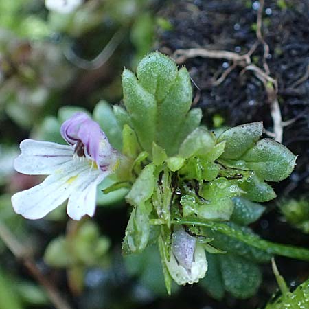 Euphrasia minima \ Zwerg-Augentrost / Dwarf Eyebright, A Großglockner 11.8.2025