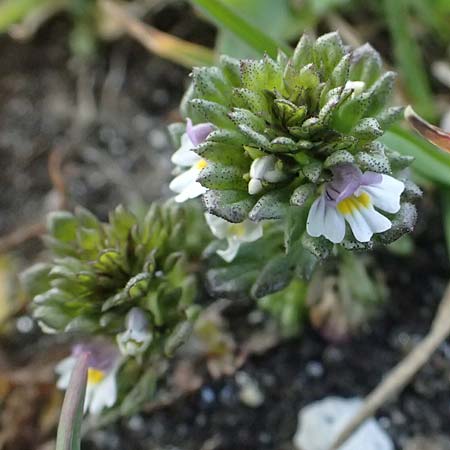 Euphrasia minima \ Zwerg-Augentrost / Dwarf Eyebright, A Großglockner 11.8.2025