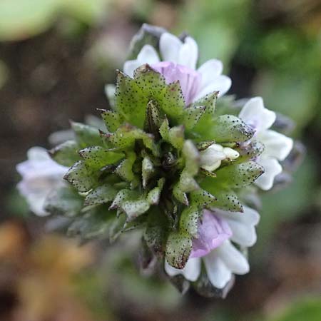 Euphrasia minima \ Zwerg-Augentrost / Dwarf Eyebright, A Großglockner 11.8.2025