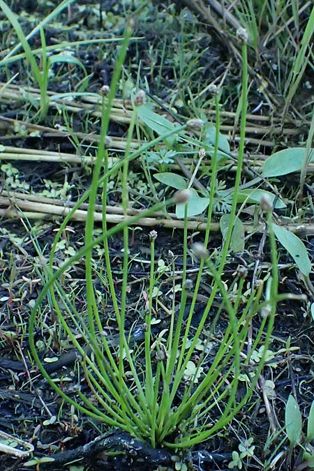 Eleocharis ovata \ Eif�rmige Sumpfbinse / Ovate Spike Rush, A Schrems 14.8.2026