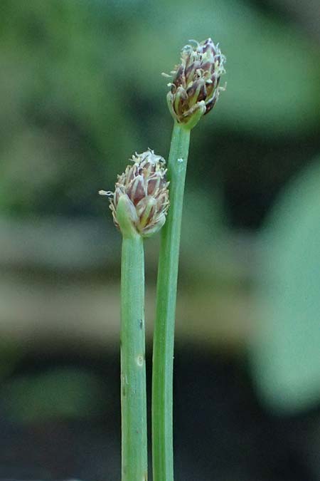 Eleocharis ovata \ Eif�rmige Sumpfbinse / Ovate Spike Rush, A Schrems 14.8.2026