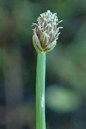 Eleocharis ovata \ Eif�rmige Sumpfbinse / Ovate Spike Rush, A Schrems 14.8.2026