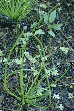 Eleocharis ovata \ Eif�rmige Sumpfbinse / Ovate Spike Rush, A Schrems 14.8.2026