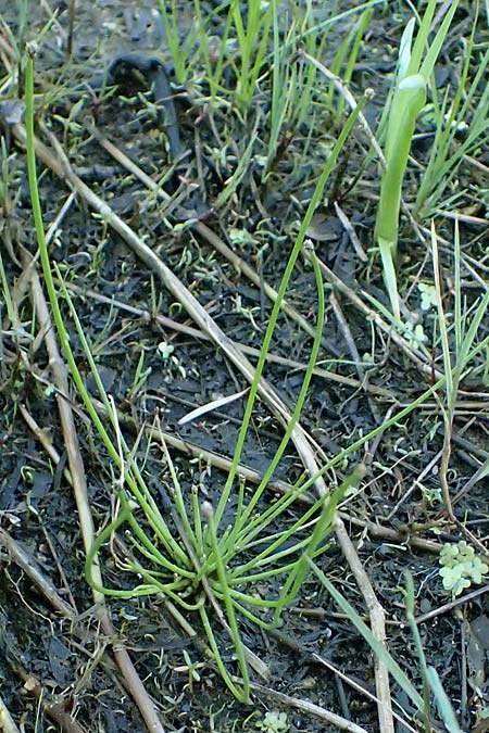 Eleocharis ovata \ Eif�rmige Sumpfbinse / Ovate Spike Rush, A Schrems 14.8.2026