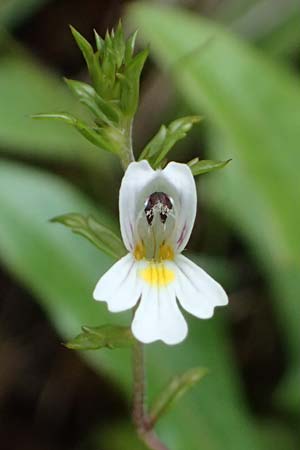 Euphrasia nemorosa \ Hain-Augentrost / Common Eyebright, A Palfau 8.7.2024