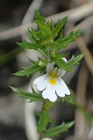 Euphrasia nemorosa \ Hain-Augentrost / Common Eyebright, A Palfau 8.7.2024