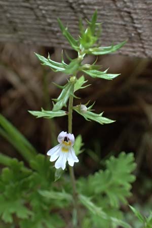 Euphrasia nemorosa \ Hain-Augentrost / Common Eyebright, A Palfau 8.7.2024