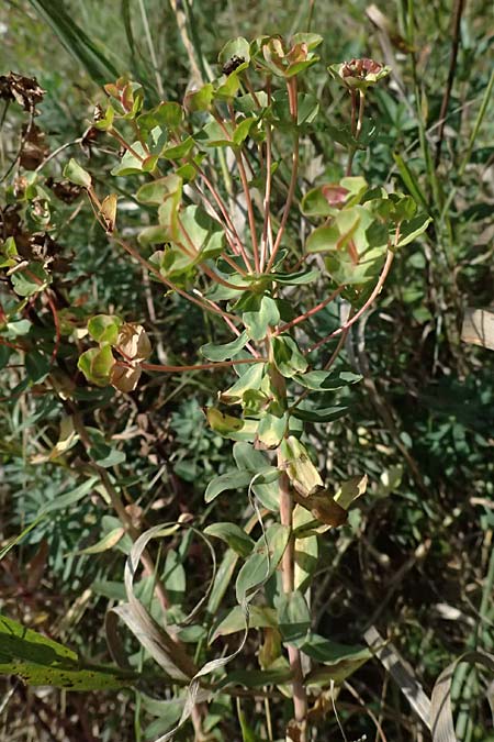 Euphorbia nicaeensis subsp. glareosa \ Pannonische Wolfsmilch / Pannonian Spurge, A Wien 13.8.2025