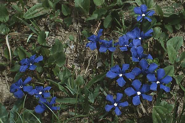 Gentiana bavarica \ Bayerischer Enzian / Bavarian Gentian, A Widderstein 12.7.1987
