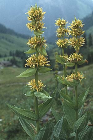 Gentiana lutea \ Gelber Enzian / Yellow Gentian, A Lechtal, Stanzach 15.8.1987