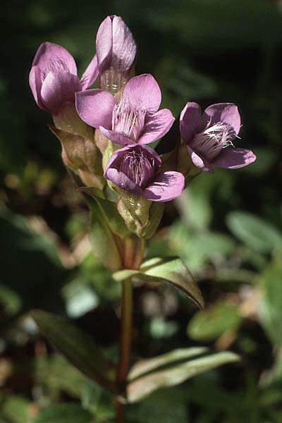 Gentianella campestris \ Feld-Kranzenzian, Feld-Enzian / Field Gentian, A Lechtal, Elbigenalb 16.8.1987