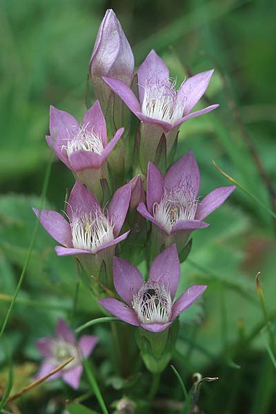 Gentianella aspera \ Rauer Kranzenzian /  Gentian, A Osttirol, Villgrater Tal 30.7.2004