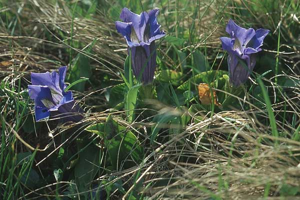Gentiana acaulis \ Kochs Enzian, Silikat-Glocken-Enzian / Stemless Gentian, A Großglockner 4.8.2004