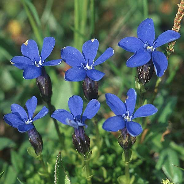 Gentiana bavarica \ Bayerischer Enzian / Bavarian Gentian, A Großglockner 4.8.2004