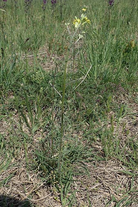 Erysimum sylvestre \ Lack-Sch�terich, Felsen-Sch�terich / Wood Treacle Mustard, A Seewinkel, Illmitz 9.5.2022