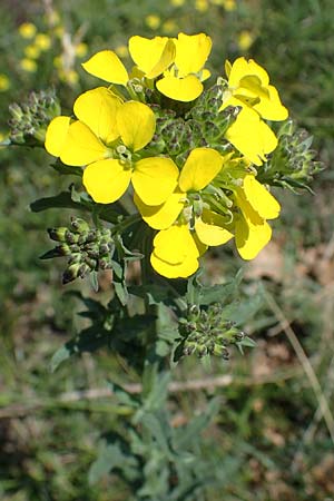 Erysimum odoratum \ Honig-Schterich, Wohlriechender Schterich / Odorant Treacle Mustard, A Hainburg 14.5.2022