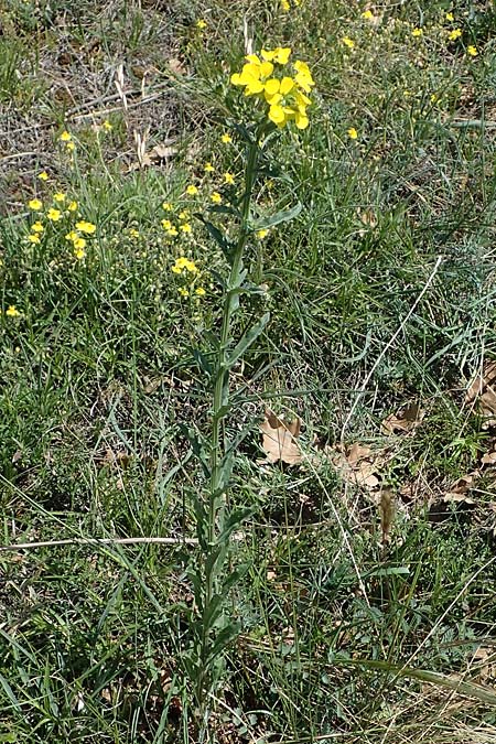 Erysimum odoratum \ Honig-Schterich, Wohlriechender Schterich / Odorant Treacle Mustard, A Hainburg 14.5.2022