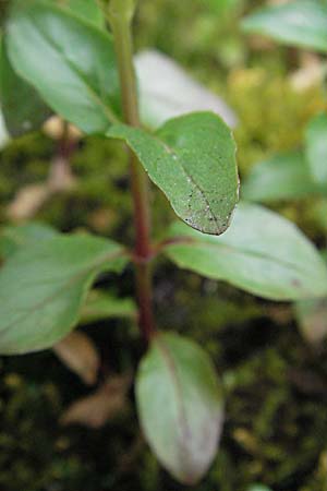 Epilobium alsinifolium \ Mierenblttriges Weidenrschen / Chickweed Willowherb, A Turrach 22.7.2007