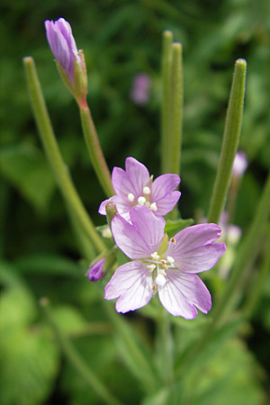 Epilobium alpestre \ Quirlblttriges Weidenrschen / Alpine Willowherb, A Dachstein 20.7.2010