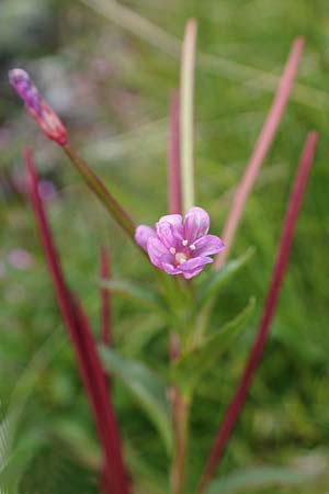 Epilobium tetragonum \ Vierkantiges Weidenrschen / Square-Stalked Willowherb, A Seckauer Tauern, Brandstätter Törl 27.7.2021
