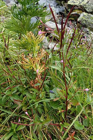 Epilobium tetragonum \ Vierkantiges Weidenrschen / Square-Stalked Willowherb, A Seckauer Tauern, Brandstätter Törl 27.7.2021