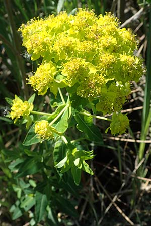 Euphorbia palustris \ Sumpf-Wolfsmilch / Marsh Spurge, A Seewinkel, Podersdorf 10.5.2022
