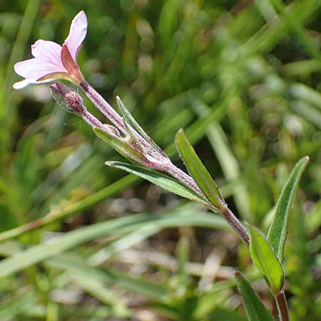 Epilobium palustre \ Sumpf-Weidenrschen / Marsh Willowherb, A Kärnten/Carinthia, Koralpe 1.7.2022