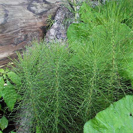 Equisetum telmateia \ Riesen-Schachtelhalm / Great Horsetail, A Hengstpass 13.7.2007