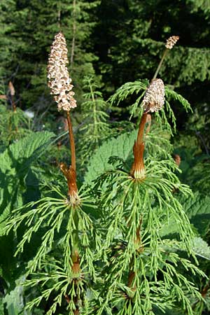 Equisetum sylvaticum \ Wald-Schachtelhalm / Wood Horsetail, A Menauer Alm 31.5.2008
