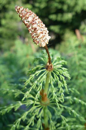 Equisetum sylvaticum \ Wald-Schachtelhalm / Wood Horsetail, A Menauer Alm 31.5.2008