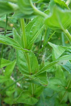 Epilobium alpestre \ Quirlblttriges Weidenrschen / Alpine Willowherb, A Kärnten/Carinthia, Hochobir 1.7.2010