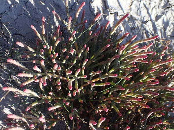 Salicornia perennans \ Queller / Glasswort, A Seewinkel, Apetlon 23.9.2022