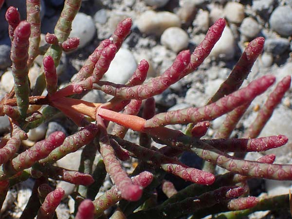 Salicornia perennans \ Queller / Glasswort, A Seewinkel, Apetlon 23.9.2022