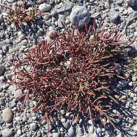 Salicornia perennans \ Queller / Glasswort, A Seewinkel, Apetlon 23.9.2022