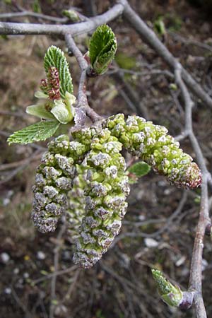 Alnus alnobetula \ Grn-Erle / Green Alder, A Malta - Tal / Valley 7.6.2008
