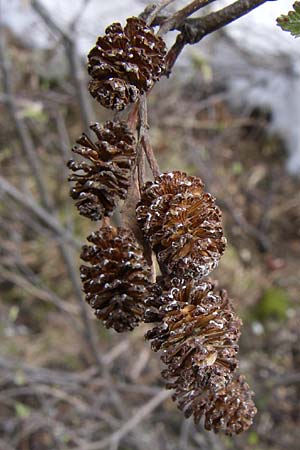 Alnus alnobetula \ Grn-Erle / Green Alder, A Malta - Tal / Valley 7.6.2008