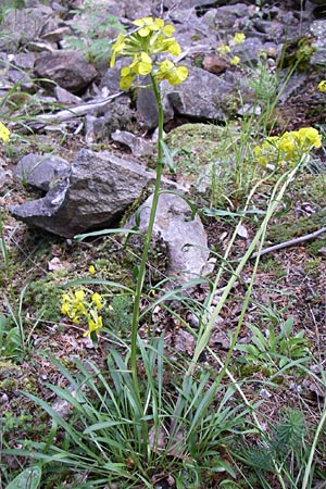 Erysimum sylvestre \ Lack-Sch�terich, Felsen-Sch�terich / Wood Treacle Mustard, A Malta - Tal / Valley 7.6.2008