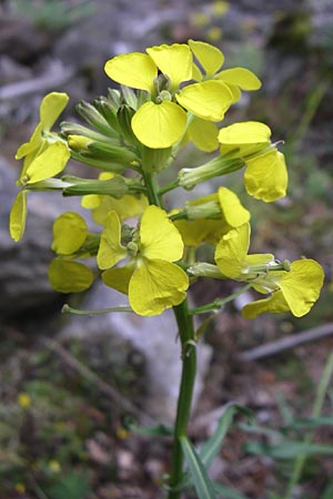 Erysimum sylvestre \ Lack-Sch�terich, Felsen-Sch�terich / Wood Treacle Mustard, A Malta - Tal / Valley 7.6.2008
