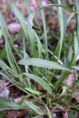 Erysimum sylvestre \ Lack-Sch�terich, Felsen-Sch�terich / Wood Treacle Mustard, A Malta - Tal / Valley 7.6.2008