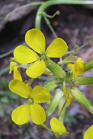 Erysimum sylvestre \ Lack-Sch�terich, Felsen-Sch�terich / Wood Treacle Mustard, A Malta - Tal / Valley 7.6.2008