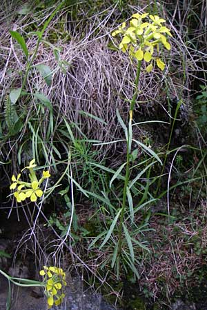 Erysimum sylvestre \ Lack-Sch�terich, Felsen-Sch�terich / Wood Treacle Mustard, A Malta - Tal / Valley 7.6.2008