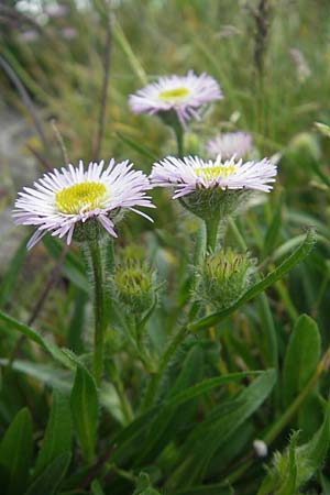 Erigeron glabratus \ Koralpen-Berufkraut / Koralpe Fleabane, A Kärnten/Carinthia, Petzen 2.7.2010