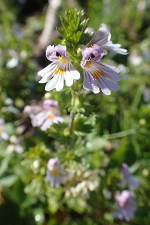 Euphrasia rostkoviana \ Gewhnlicher Augentrost / Common Eyebright, A Kärnten/Carinthia, Petzen 8.8.2016