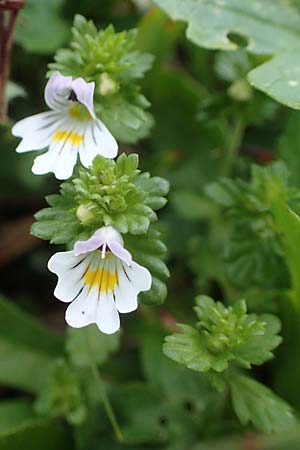 Euphrasia rostkoviana \ Gewhnlicher Augentrost / Common Eyebright, A Eisenerzer Reichenstein 28.7.2021