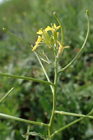 Erysimum repandum \ Brach-Schterich, Ausgespreizter Schterich / Spreading Treacle Mustard, A Seewinkel, Apetlon 8.5.2022