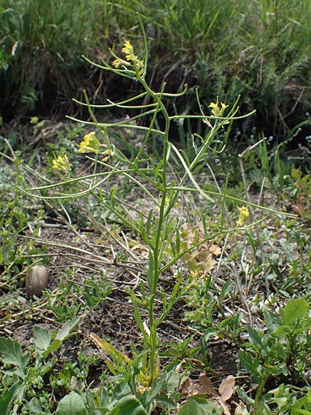Erysimum repandum \ Brach-Schterich, Ausgespreizter Schterich / Spreading Treacle Mustard, A Seewinkel, Apetlon 8.5.2022