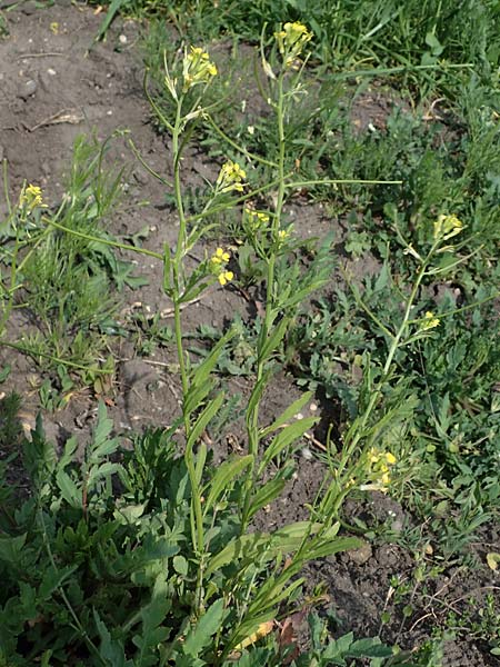 Erysimum repandum \ Brach-Schterich, Ausgespreizter Schterich / Spreading Treacle Mustard, A Seewinkel, Apetlon 8.5.2022