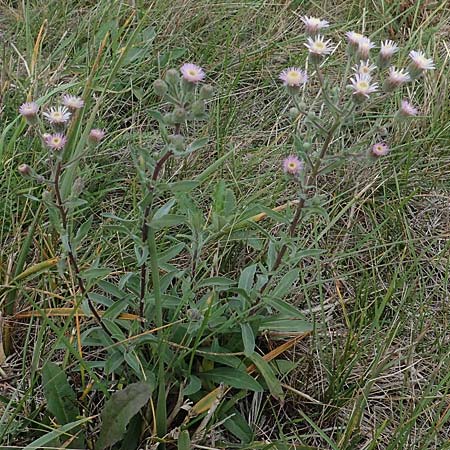 Erigeron muralis \ Sptes Berufkraut / Late Fleabane, A Seewinkel, Apetlon 26.9.2022